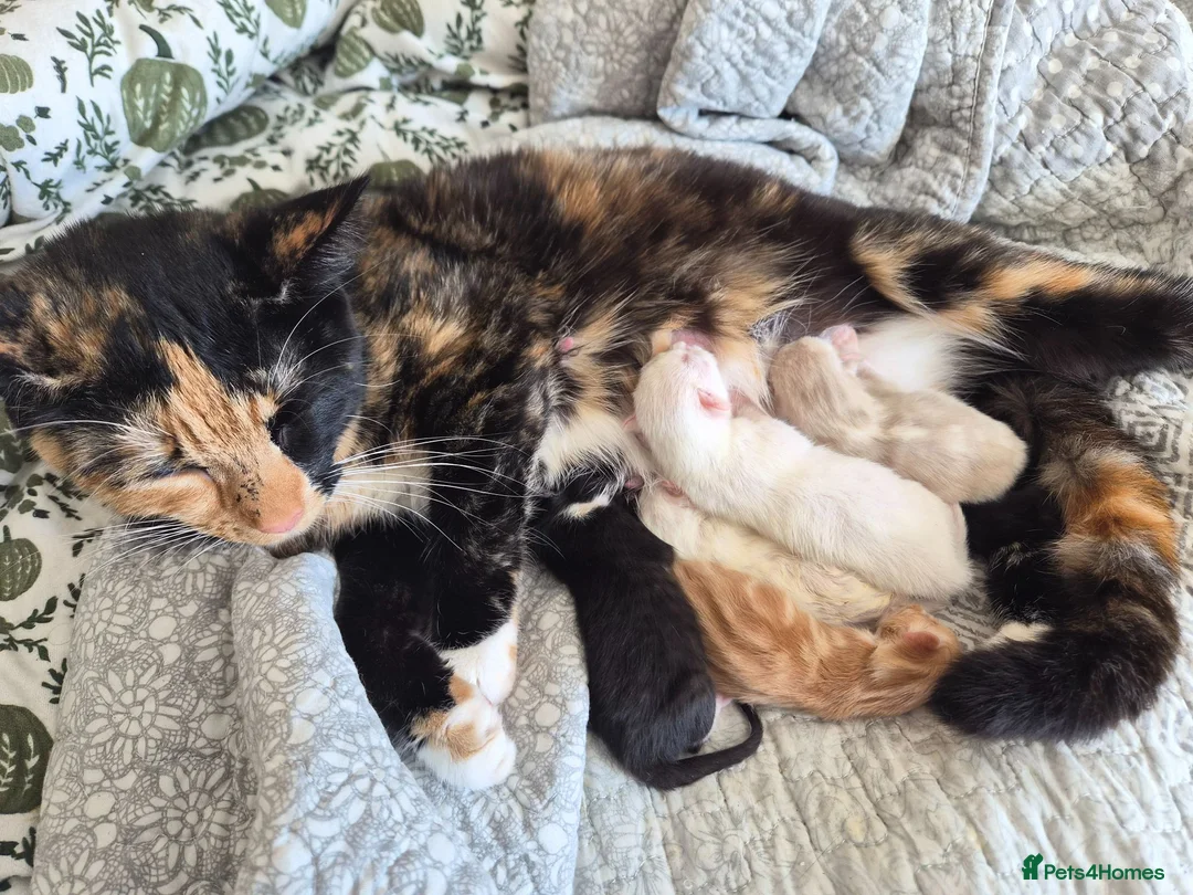 Mixed Breed cats for sale: Kittens  - Advert 2