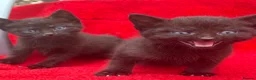 Mixed Breed cats for sale: Farm raised kittens  - Advert 14