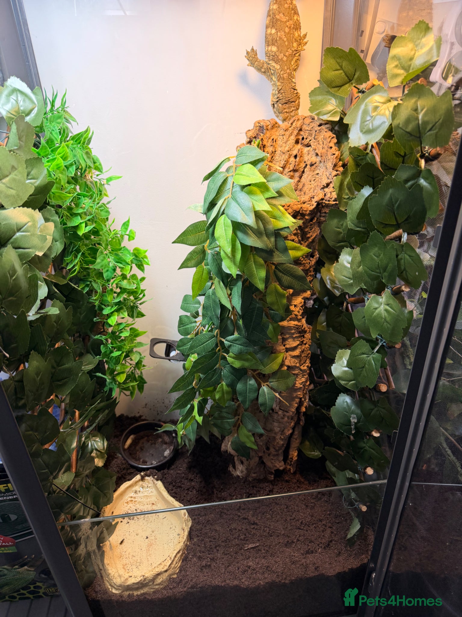 Mixed Breed reptiles for sale: Leachieanus geckos breeding pair  - Advert 3