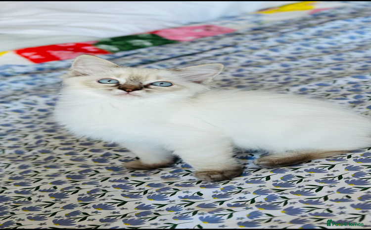 Ragdoll cats - Advert 10