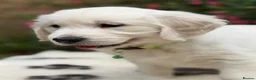 Golden Retriever dogs for sale: Beautiful KC Registered Golden Retriever Puppies in Wisbech - Advert 8