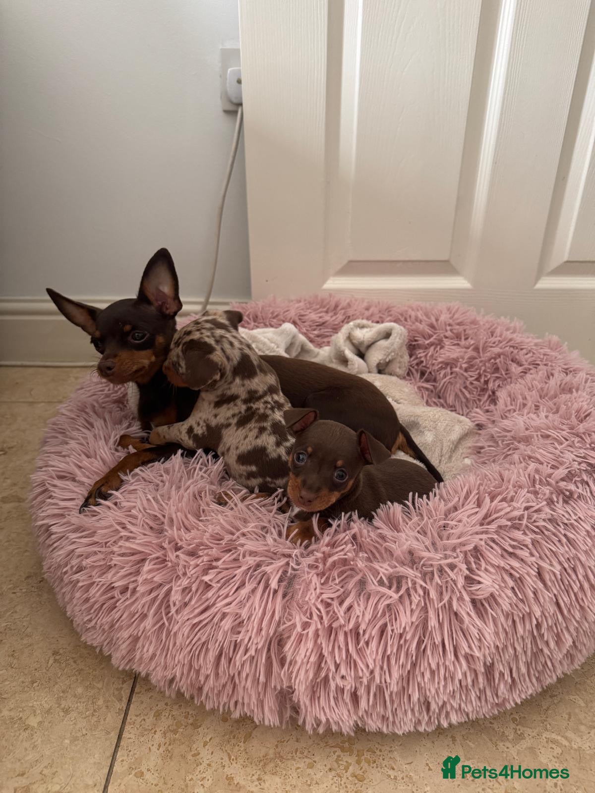 Miniature Pinscher dogs RARE super tiny mini pin puppies - Advert 1
