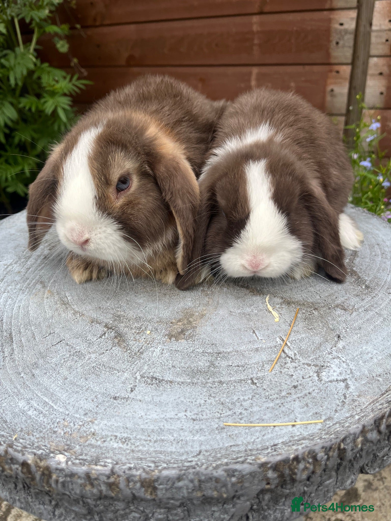 Mini Lop rabbits Mini lops ready to go now  - Advert 17