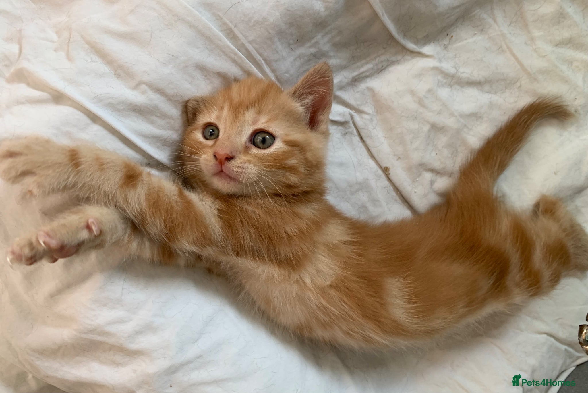 Turkish Angora Kitten 2