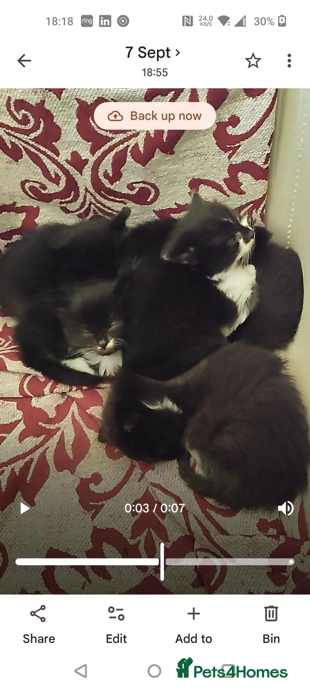 Mixed Breed cats for sale: Last 3 beautiful kittens - Advert 2