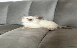 Ragdoll cats for sale: 😻 5 Beautiful Purebred Ragdoll Kittens 😻 - Image 10