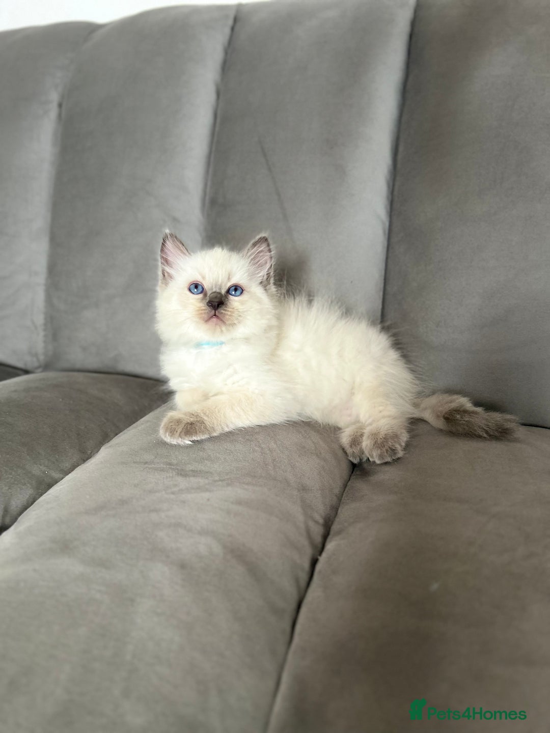 Ragdoll cats for sale: 😻 5 Beautiful Purebred Ragdoll Kittens 😻 - Image 10