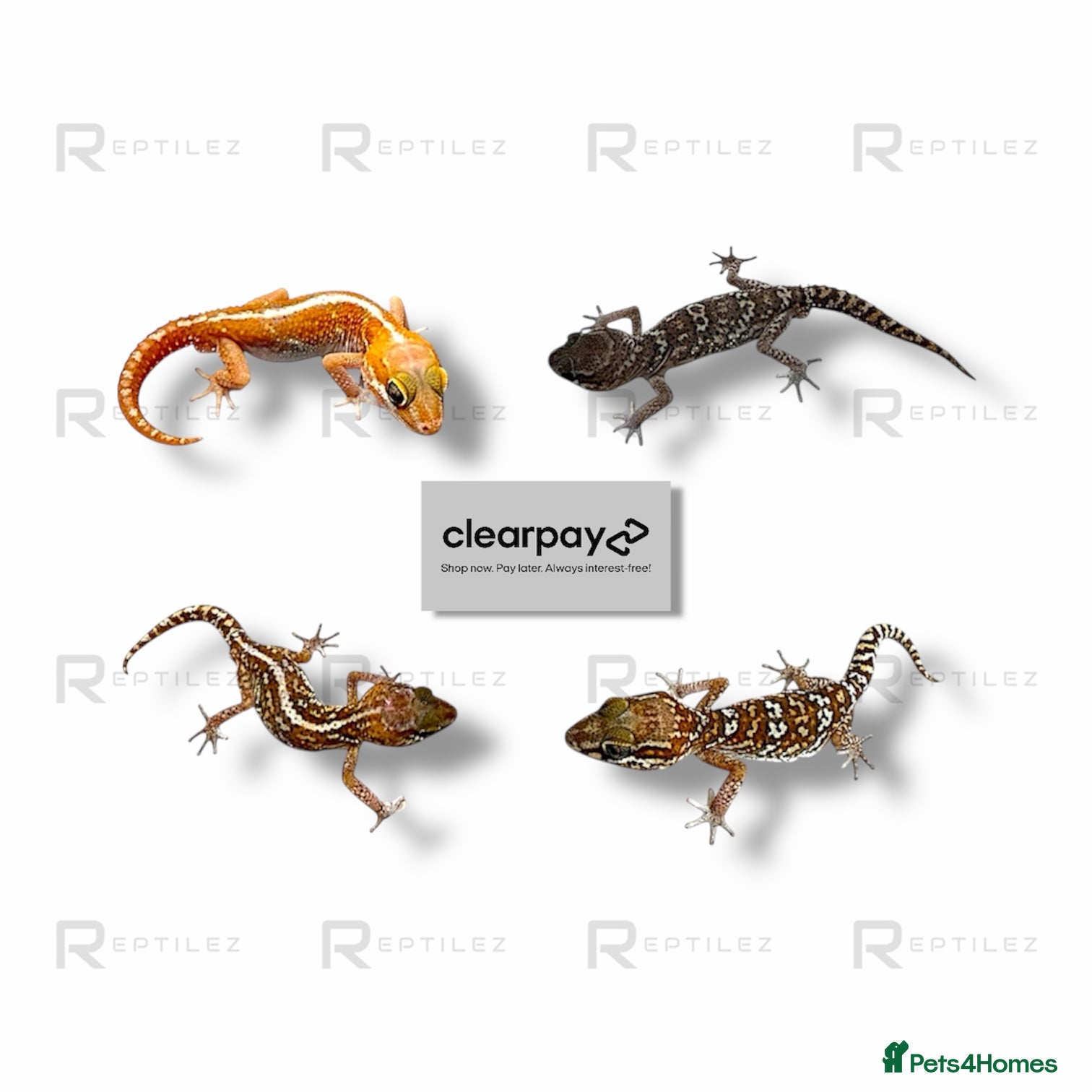 Gecko reptiles GECKO BABIES - Advert 3
