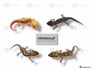 Gecko reptiles GECKO BABIES - Advert 3