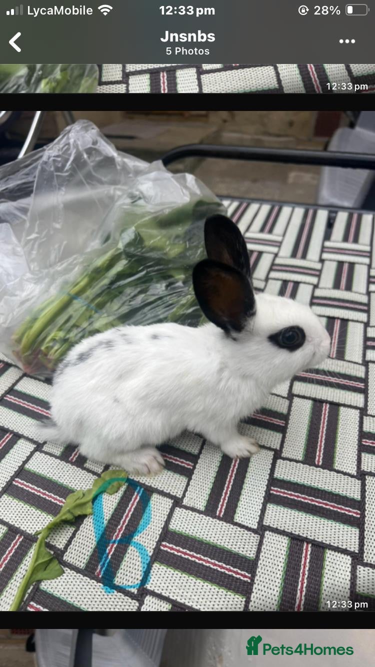 English Spot rabbits Baby English spot rabbits  - Advert 6