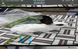 English Spot rabbits for sale: Baby English spot rabbits  - Image 1