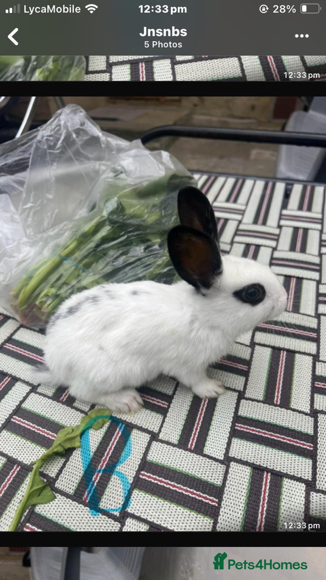 English Spot rabbits for sale: Baby English spot rabbits  - Image 1