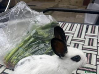 English Spot rabbits Baby English spot rabbits - Advert 1