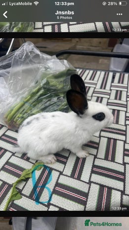 English Spot rabbits - Advert 1