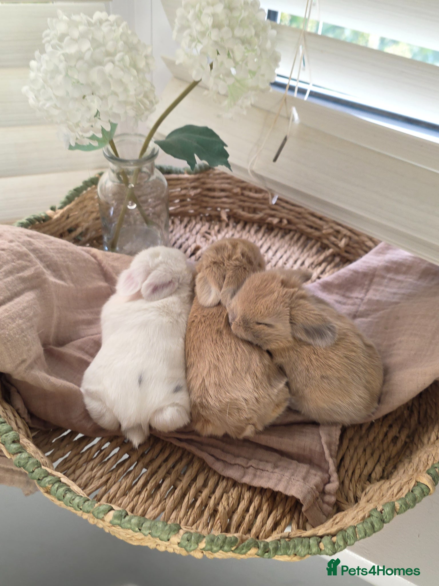 Mini Lop rabbits for sale: Beautiful mini lop babies ready 26th may - Advert 2
