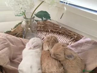 Mini Lop rabbits for sale: Beautiful mini lop babies ready 26th may - Advert 2