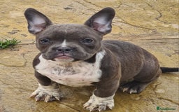 American Bully dogs for sale: Exotic American bully pups blood lines of bitcoin  - Image 27