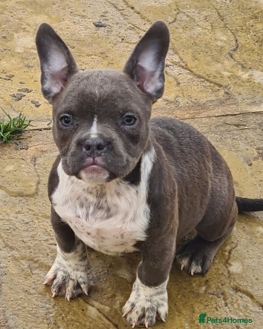 American Bully dogs for sale: Exotic American bully pups blood lines of bitcoin  - Image 27