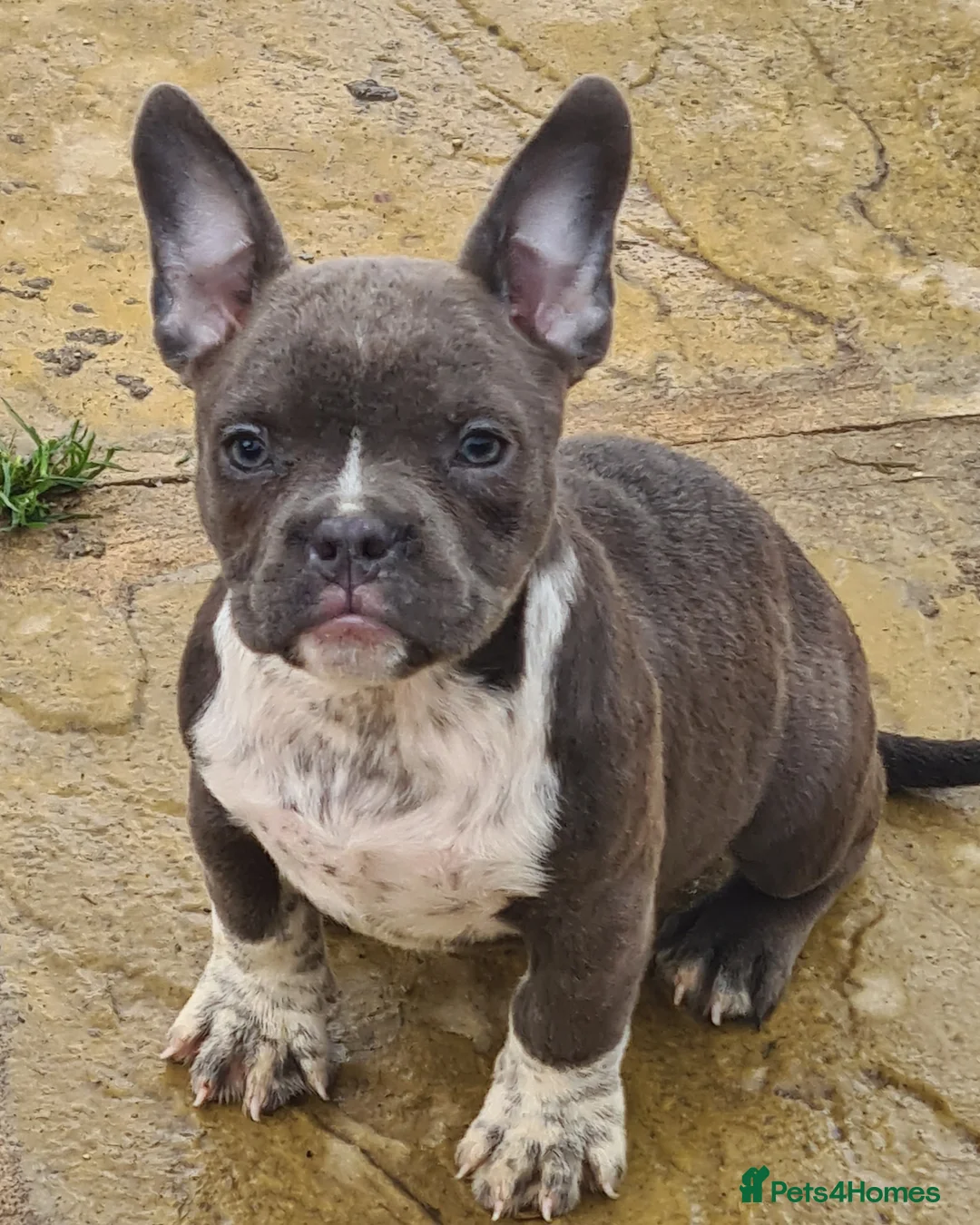 American Bully dogs for sale: Micro exotic American bullys bitcoin bloodlines - Advert 27