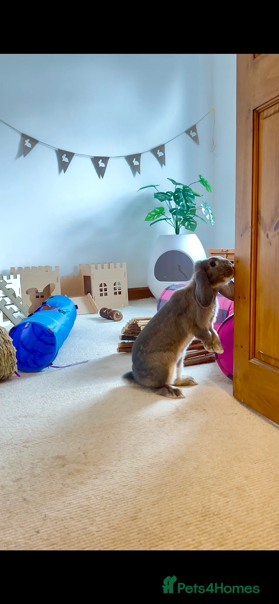 Mini Lion Lop rabbits for sale: Lovely Bunnies for rehoming! (Bonded+their stuff ) - Advert 7