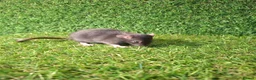 Rat rodents for sale: DWARF RATS - Advert 19