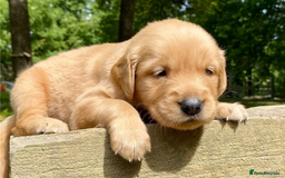 Golden Retriever dogs for sale: Beautiful Golden Retriever Puppies – Family Raised - Image 14