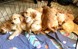 Golden Retriever dogs for sale: 🐾 KC Registered Golden Retriever Puppies 🐾 - Image 14
