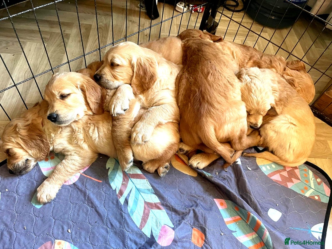 Golden Retriever dogs for sale: 🐾 KC Registered Golden Retriever Puppies 🐾 - Image 14