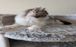 Maine Coon cats for sale: Maine Coon kittens - Image 3