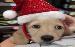 Miniature Dachshund dogs for stud: Beautiful KC Mini Long.H Full Eng. Cream Stud 🤍🐾 - Image 7