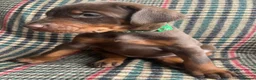 Dobermann dogs for sale: dobermann pinscher - Advert 33