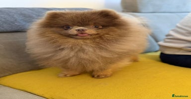 Pomeranian dogs - Advert 9