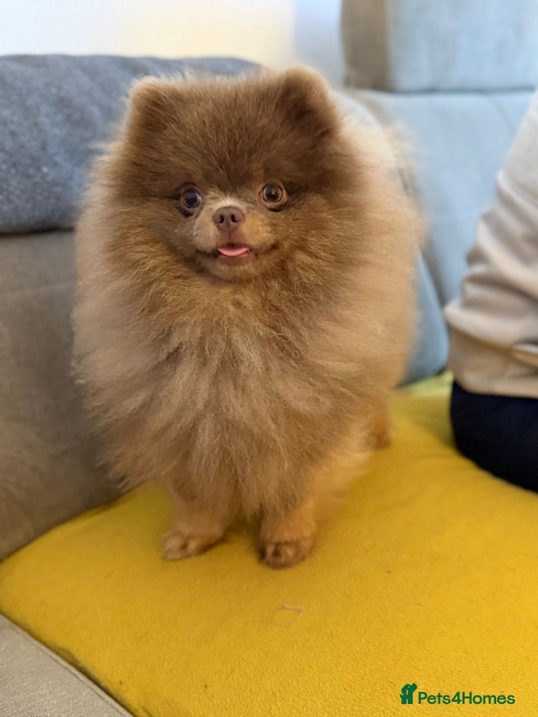 Pomeranian dogs for stud: 🐾✨ ** Lilac Tan Proven Stud Available! ✨🐾 - Image 2