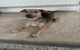 Jack Russell dogs for sale: Jack Russell puppy for sale  - Image 2