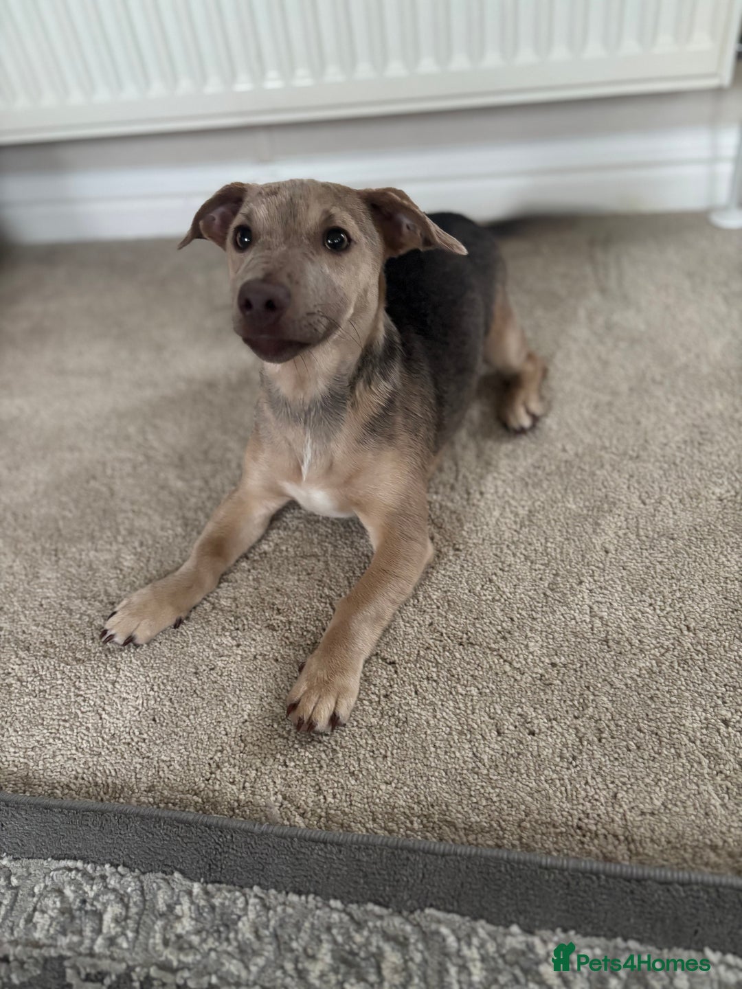 Jack Russell dogs for sale: Jack Russell puppy for sale  - Image 2