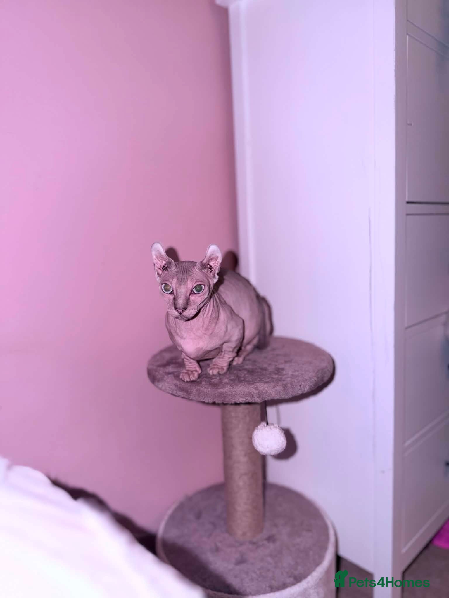 Sphynx cats ACTIVE BAMBINO ELF FEMALE SPHINX - Advert 1
