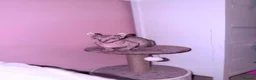 Sphynx cats for sale: ACTIVE BAMBINO ELF FEMALE SPHINX - Advert 1