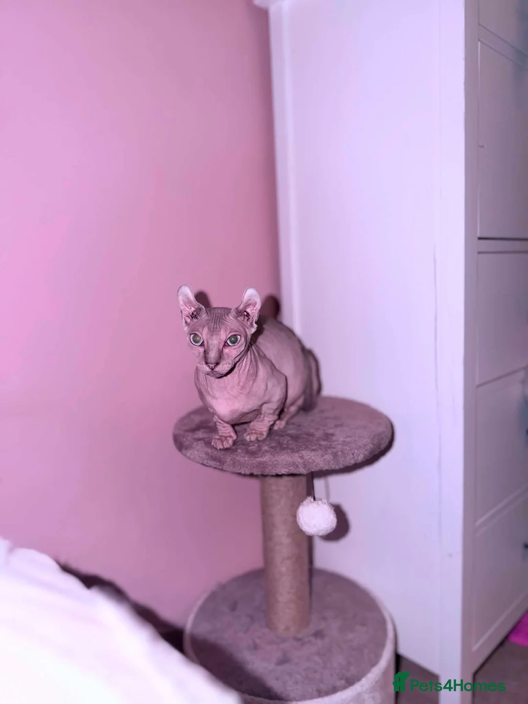 Sphynx cats for sale: ACTIVE BAMBINO ELF FEMALE SPHINX - Advert 1