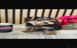 Yorkshire Terrier dogs for sale: Stunning tiny boy  - Image 1