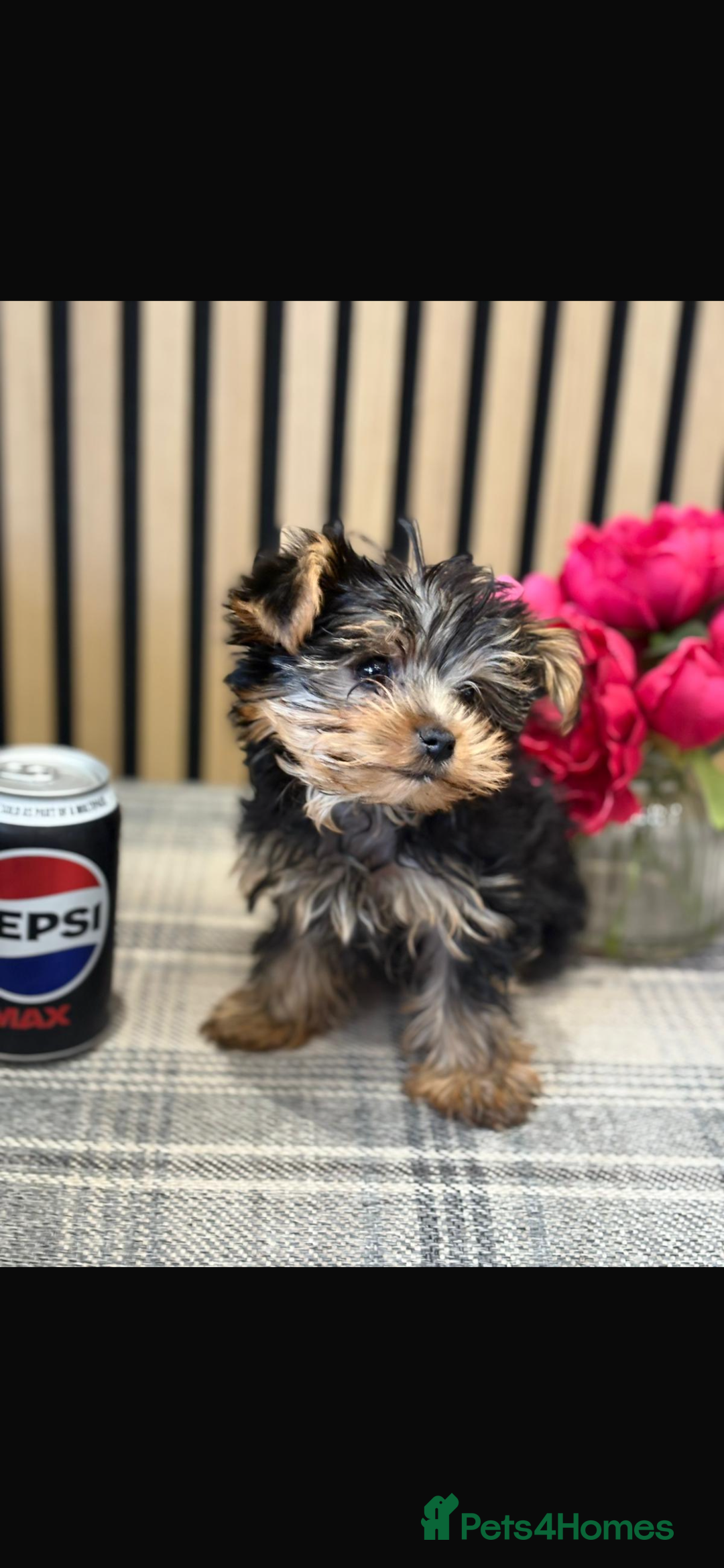 Yorkshire Terrier dogs for sale: Stunning tiny boy  - Image 1