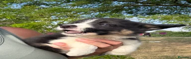 Border Collie 6