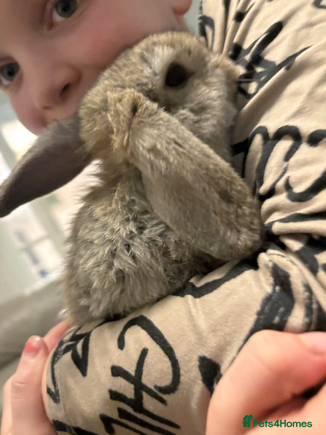 Mini Lop rabbits for sale: Mini lops - Advert 1