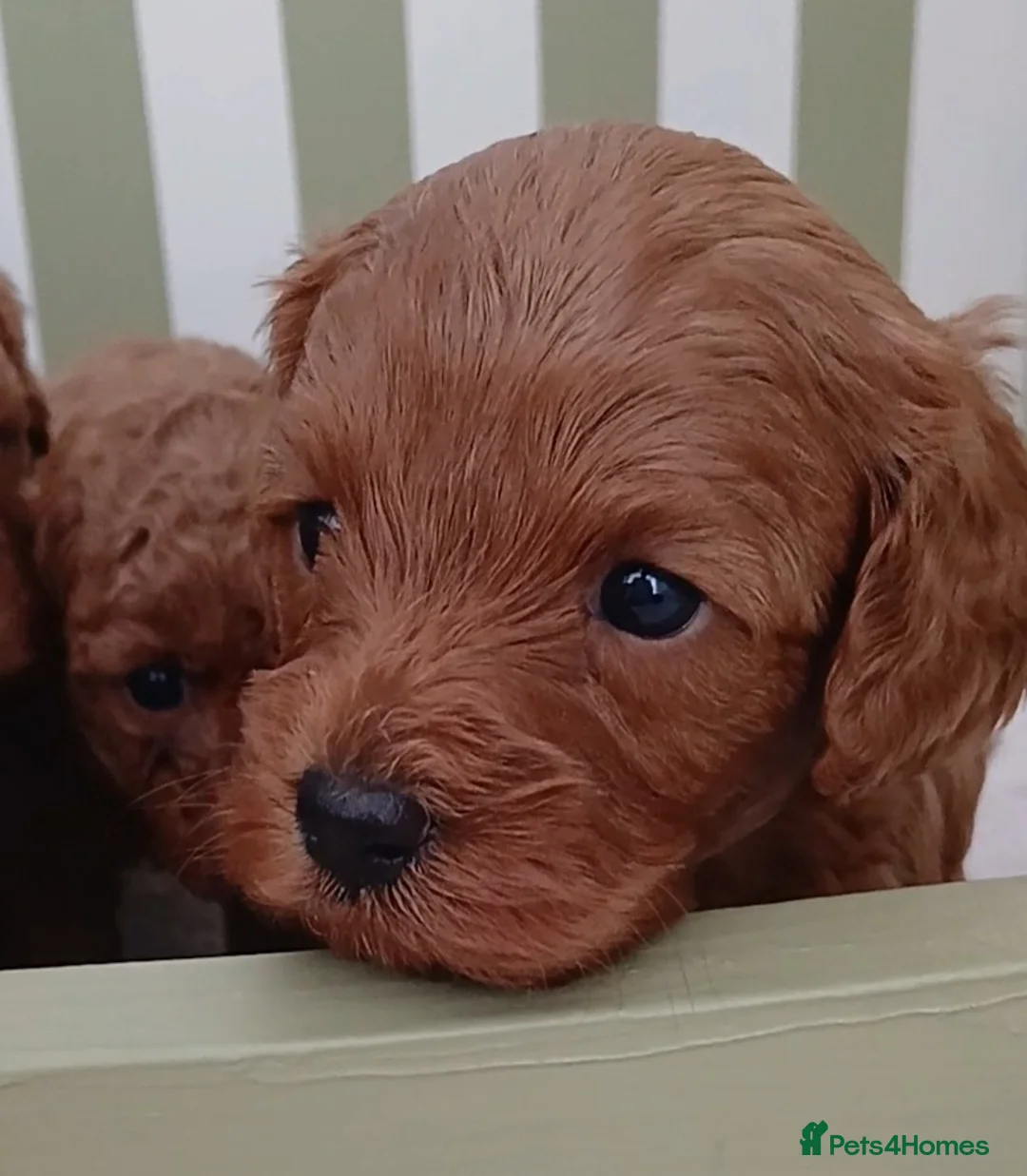 Cavapoo dogs for sale: Gorgeous Toy Cavapoo Puppies  - Advert 2