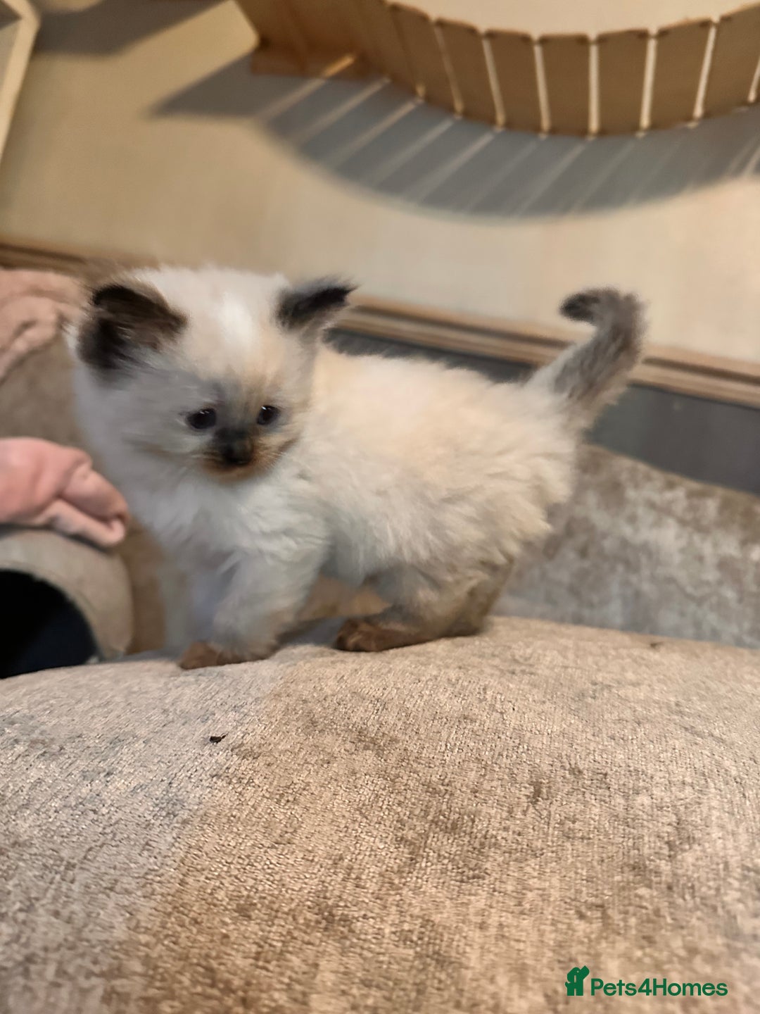 Ragdoll cats for sale: Pure ragdoll  - Advert 8