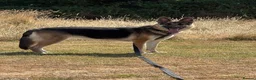 German Shepherd dogs for sale: 2 year old female German shepherd for rehoming  in Ilkeston - Advert 3