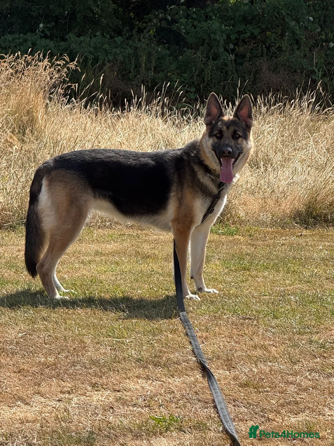 German Shepherd dogs for sale: 2 year old female German shepherd for rehoming  in Ilkeston - Advert 3