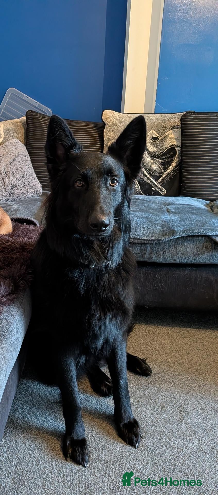 German Shepherd dogs German Shepherd Elite Pure Black (Groenendael) - Advert 5
