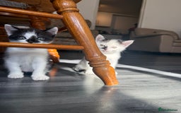 Mixed Breed cats for sale: 3 beautiful stunning and gorgeous kittens for you - Image 2