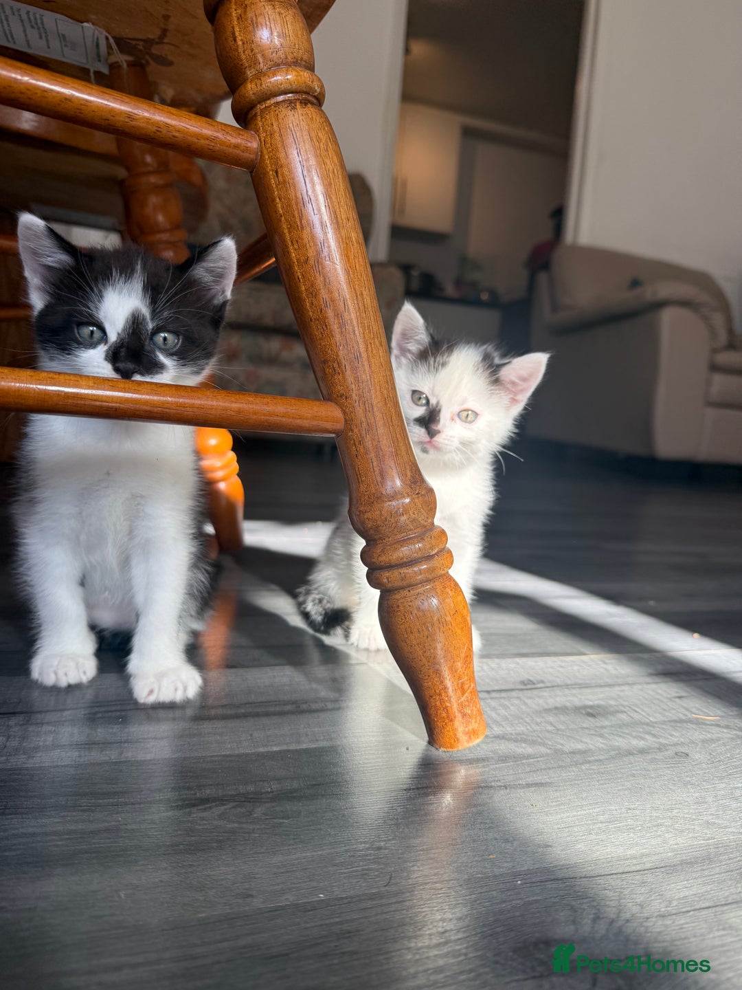 Mixed Breed cats for sale: 3 beautiful stunning and gorgeous kittens for you - Image 2