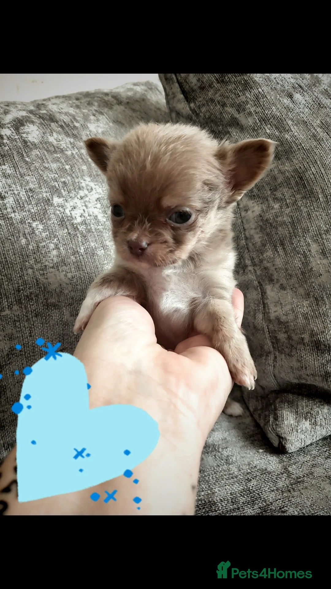 Chihuahua dogs for sale: Lilac long Coat chihuahuas  - Advert 12